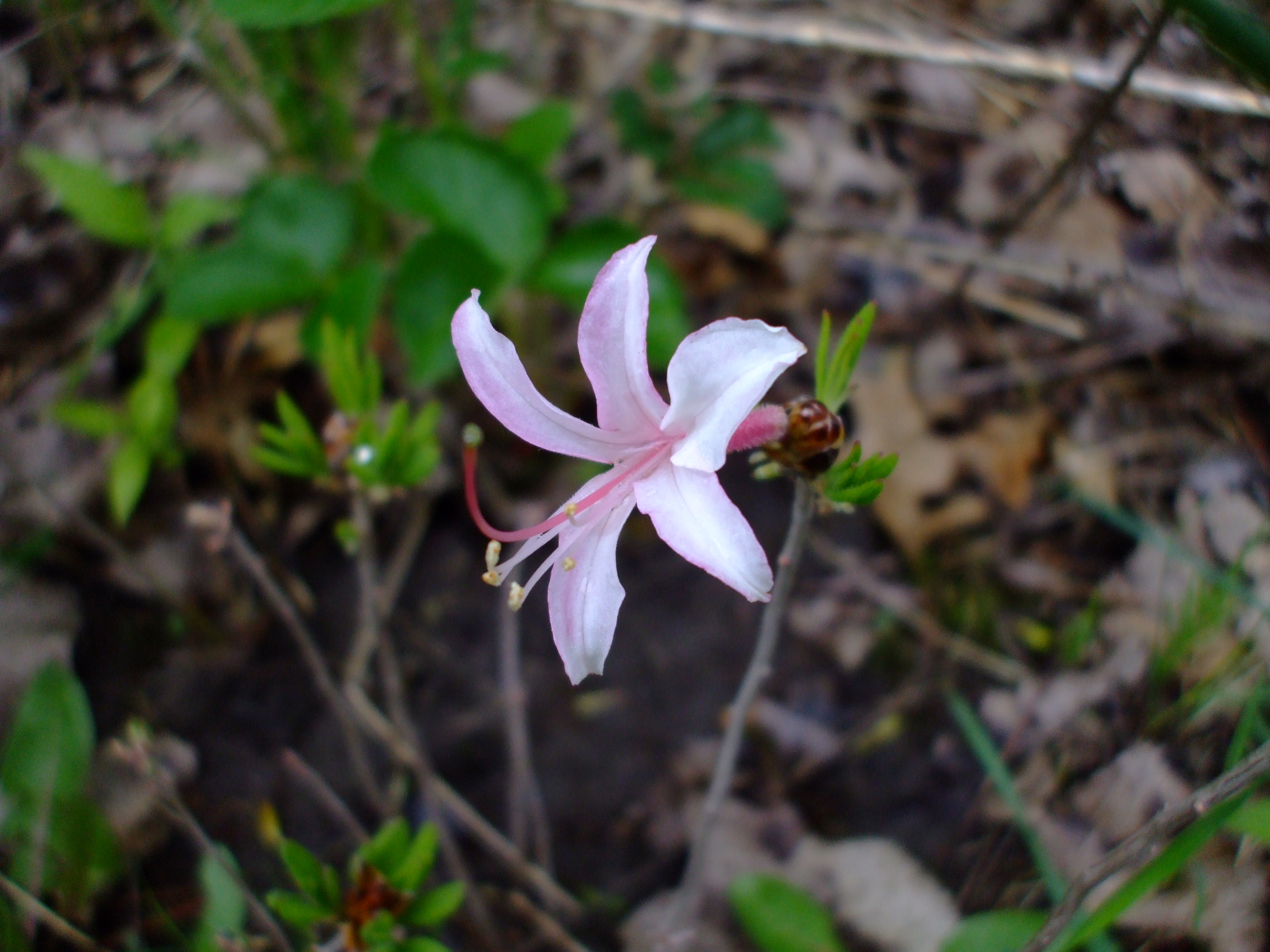 Rhododendron viscosum
